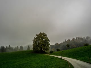 Nebeliges  und nasses Wetter hüllt die Landschaft in sanftes Grau, eine Strasse quert die Wiesen, am Rand stehen einzelne Laubbäume.
