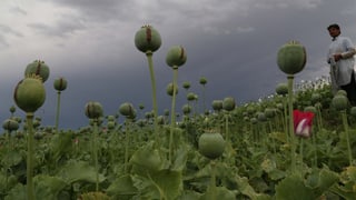 Ein Opiumfeld in Afghanistan, mitten drin ein Landwirt.