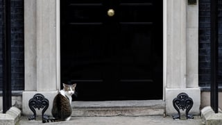 Katze vor der Downing Street 10. 