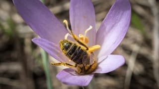 Wildbienen bestäubt Blume Wildbienen bestäubt Blume