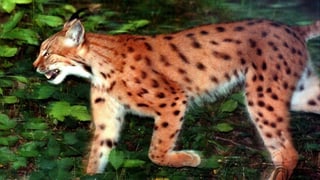 Ein Luchs im Berner Oberland wurde aufgrund seines auffälligen Rissverhaltens zum Abschuss freigegeben. 