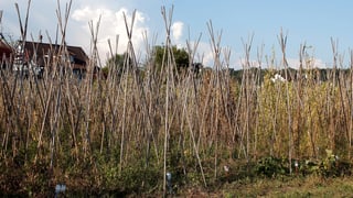 Ein Feld mit Stangenbohnen. Die hohen Pflanzen stehen inmitten von Holzstangen, die pyramidenförmig aufgestellt sind.