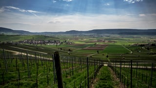 Ein abfallender Weinberg, im Hintergrund Agrarflächen und ein Dorf.