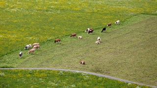 Satte grüne Wiesen, Ruhe und Idylle: In Berg/TG wohnen die glücklichsten Menschen der Schweiz.