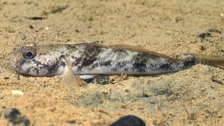 Fisch liegt auf sandigem Boden