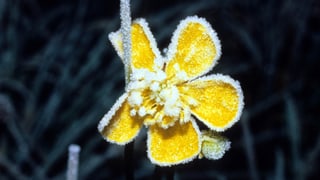 Gelbe Blume mit Eispelz an den Blüten.