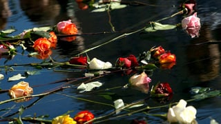 Rosen treiben auf Wasser.