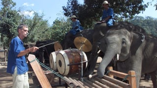 Ein Dirigent dirigert das Elefanten Orchester
