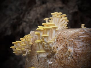 Gelber Austernpilz Gelber Austernpilz