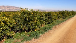 Spaniens «Früchte- und Gemüsegarten» in der Region Murcia. Ein Zitronenhain.