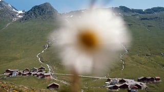 Ein unscharfes Gänseblümchen. Ein unscharfes Gänseblümchen.