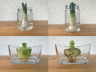 Vier Gemüse in Glasschalen.