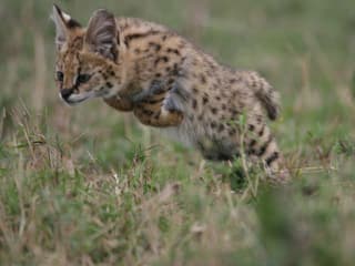 Ein Servalkätzchen springt seinen ersten Jagdversuchen aus dem Gras.