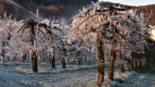 Niederstamm-Bäume mit Eisüberzug. Im Hintergrund Sprinkleranlage.