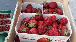 Erdbeeren in einer Kiste auf einem Fahrrad.
