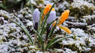 Krokusse unter einem Schäumchen Neuschnee.