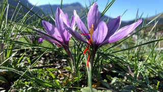 Zwei offene Safrankrokusse mit viel Gras herum und blauer Himmel Zwei offene Safrankrokusse mit viel Gras herum und blauer Himmel
