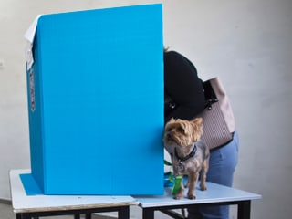 Frau in der blauen Wahlkabine verborgen, nur der Hund auf dem Tisch schaut hervor