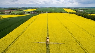 Blühende Rapsfelder aus der Luft fotografiert. Blühende Rapsfelder aus der Luft fotografiert.