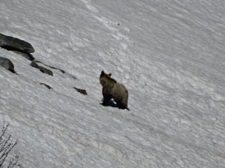 Bär in Schneefeld