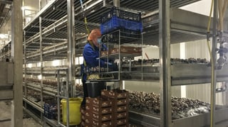 Blick in die Halle, wo eine Pflückerin Pilze pflückt. Blick in die Halle, wo eine Pflückerin Pilze pflückt.