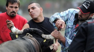Männer schleifen die Hörner einer Kuh