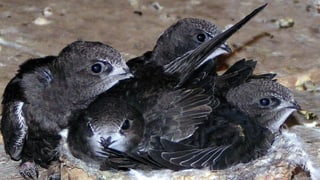 Junge Mauersegler im Nest