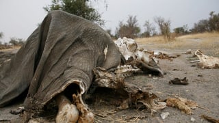 Überreste eines Elefanten, gewildert in einem Nationalpark in Zimbabwe.