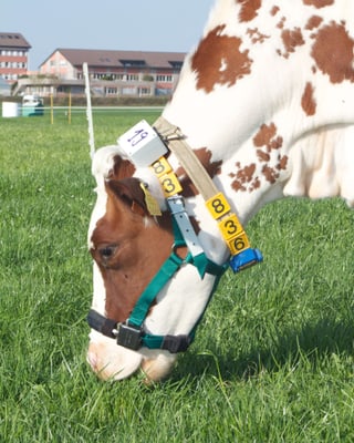 Eine Kuh grast, am Hals der Sensor und ein Band mit der Nummer 836