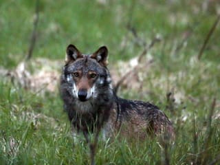 Ein Wolf im tiefen Gras.