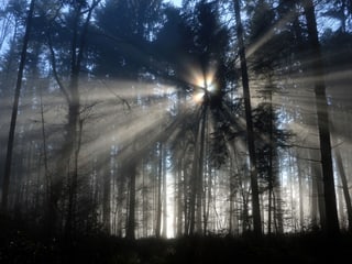 Licht bricht durch den Wald.