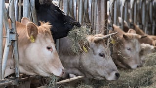 Kühe strecken ihre Hälse durch ein Metallgitter, um an den Futtertrog mit Heu zu gelangen.