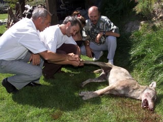 Männer und ein toter Wolf.
