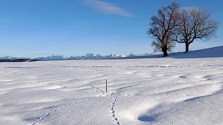 Tierspuren im Schnee mit Bäumen und Bergen im Hintergrund.