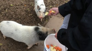 Zwei kleine Schweinchen werden gefüttert