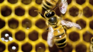 Bienenwabe Bienenwabe