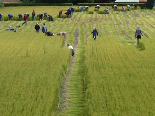 Menschen an der Arbeit auf einem grünen Feld.