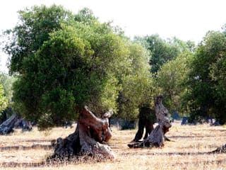 Auf einer trockenen Wiese stehen Olivenbäume mit grünen Blättern und knorrigen Stämmen.