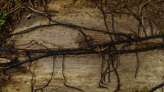 Schwarze Rhizomorphen Schwarze Rhizomorphen
