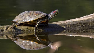 Eine Rotwangen-Schmuckschildkröte sonnt sich auf einer Wurzel