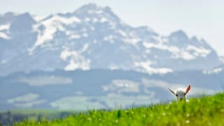 Im Hintergrund der Säntis, im Vordergrund eine Ziege.