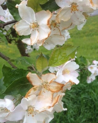 Der Frostschaden an der Apfelblüte ist an den braunen Blütenblättern deutlich zu erkennen.