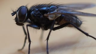 Stubenfliege Stubenfliege
