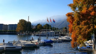 Blick von der Seepromenade auf das Hafenbecken von Locarno mit verfärbten Bäumen. Blick von der Seepromenade auf das Hafenbecken von Locarno mit verfärbten Bäumen.