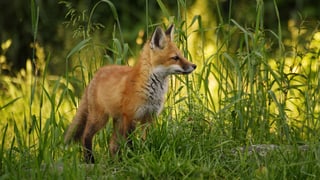 Fuchs steht im Gras