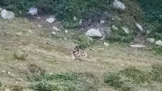 Junger Wolf im Wallis. Junger Wolf im Wallis.