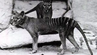 Schwarz-Weiss-Foto zweier tasmansicher Tiger.