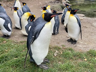 Mehrere Königspinguine im Zoo Zürich.
