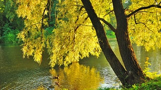 Eine herbstlich-gelbe Weide an einem Fluss