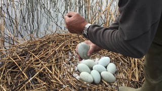 Wildhüter sticht Eier auf einem Nest. 